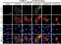 HeLa cells transiently transfected with TFPI, TFPI2, mTFPI, SEMA6A, or FZD2 were exposed to FLAG-tagged TcdB4.21286–1805 (5 µg/mL) on ice for 60 min, washed, fixed, permeabilized, and subjected to immunostaining analysis. Expression of exogenous proteins was confirmed by detecting fused HA (Cat. ET-HA) or 1D4 tag. Nuclei were labeled with DAPI (blue)