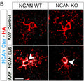 Representative images of astrocytes transduced with AAV Control-HA or AAV NCAN ELS-HA (marked with HA (Cat. ET-HA100) in red) and NCAN C-terminal in cyan. Image from publication CC-BY-4.0. PMID:38574730