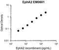 Representative Standard Curve using mouse monoclonal anti-EphA2 (EM0601) for ELISA capture of human recombinant EphA2 extracellular region with a His-tag. Captured protein was detected by suitable anti-His-tag antibody followed by appropriate secondary antibody HRP conjugate.