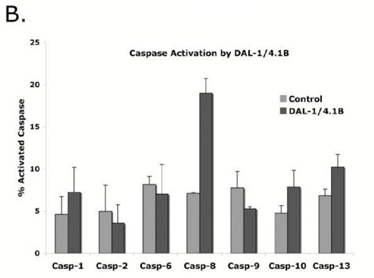 Figure 1. Caspase activation in DAL-1/4.1B-induced MCF-7 cells. Caspase 2 was measured by FACS using FAM-VDVAD-FMK. From Figure 2B of W. Jiang & I. F. Newsham, The tumor suppressor DAL-1/4.1B and protein methylation cooperate in inducing apoptosis in MCF-7 breast cancer cells, Mol Cancer (2006) 5, 4 doi: 10.1186/1476-4598-5-4. Used under Creative Commons Attribution License (http://creativecommons.org/licenses/by/2.0). Copyright © 2006 Jiang & Newsham.