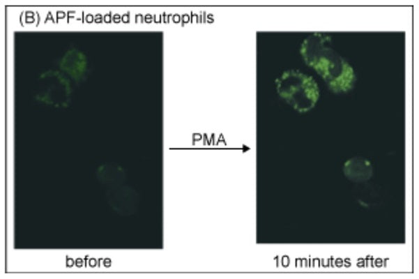 Figure 2. Detection of Hypochlorite ( -OCl ) in neutrophils. Neutrophils were isolated from porcine blood, washed in Krebs-Ringers phosphate buffer and seeded in glass bottom dishes. The cells were then loaded with APF (10μM final) by incubation for 30 minutes at room temperature. The Dye-loaded neutrophils were stimulated with PMA (2ng/mL). Fluorescence images were acquired before and 10 minutes after stimulation. Excitation: 488nm emission: 505-550 nm barrier filters 