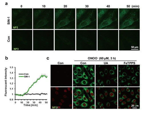 Figure 2. (a) Time-lapse images taken from living EA.hy926 endothelial cells. Cells were preincubated with NP3 (5.0 μM), followed by stimulation with or without SIN-1 (0.5 mM). (b) Dynamic changes of NP3 fluorescence after SIN-1 (0.5 mM) treatment in panel a. (c) Effects of ONOO− scavengers uric acid (100 μM) and FeTTPS (1 μM) on changes in NP3 fluorescence in endothelial cells in the presence of ONOO− (60 μM). PI (red) stains nuclei. NP3 fluorescence was collected at 420−480 nm with λex 405 nm.