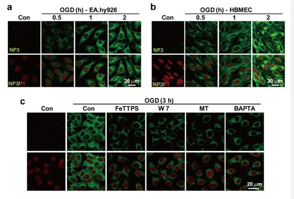 Figure 3. (a,b) Representative confocal images show time dependent accumulation of NP3 fluorescence (green; λex 405 nm, λem 420−480 nm) in (a) EA.hy926 cells following oxygen-glucose deprivation (OGD) exposure as well as in (b) human HBMEC cells. PI (red) stains nuclei. (c) EA.hy926 endothelial cells were pretreated with FeTTPS (1 μM), W7 (1 μM), melatonin (10 μM), or BAPTA (1 μM) 1 h prior to OGD treatment to suppress the ONOO− signal.