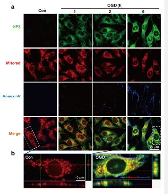 Figure 4. (a) Representative confocal images show temporal changes of ONOO−-dependent NP3 fluorescence (green; λex 405 nm, λem 420−480 nm) and MitoRed (red; λex 543 nm, λem 560−615 nm), as well as the apoptosis maker annexin V (blue; λex 488 nm, λem 505−550 nm), following OGD treatment. (b) Orthogonal projections onto the x−z (upper) and y−z (right) planes are shown to confirm the colocalization of NP3 and MitoRed throughout endothelial cells as shown in panel a. after ischemia injury. 