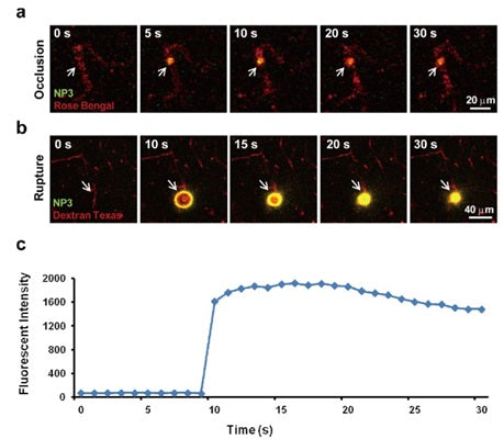 Figure 5. Real-time visualization of endogenous peroxynitrite fluxes after brain microvessel injury with a combination of NP3 and in vivo two-photon laser scanning microscopy. (a, b) The images show dynamic NP3 fluorescence elevation (arrows) following (a) rose Bengal-induced vascular occlusion and (b) laser irradiation-induced vascular rapture in live mice. (c) Mean values of NP3 fluorescence intensity from panel b were used to quantify progressive ONOO− formation. 