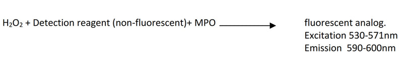 Figure 1. Assay principle: a non‐fluorescent detection reagent is oxidized in the presence of hydrogen peroxide and MPO to produce its fluorescent analog.