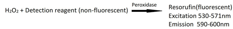 Figure 1. Assay principle. The kit uses a non-fluorescent detection reagent to measure H2O2. H2O2 oxidizes the detection reagent in a 1:1 stoichiometry to produce a fluorescent product resorufin. 