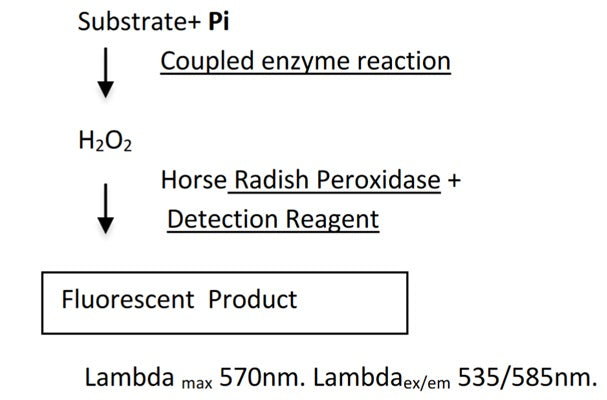 Figure 1. Assay principle