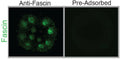 Embryos were immunolabeled with Fascin antibodies (Cat. FM2651, 1:100) pre-adsorbed with lysate from bacteria expressing HA-tagged Fascin or human Rab35-GST. Embryos immunolabeled with pre-adsorbed Fascin antibodies have decreased