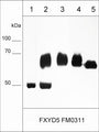 Immunocytochemical labeling of FXYD5 in paraformaldehyde fixed human MDA-MB-231 cells. The cells were labeled with mouse monoclonal FXYD5 (FM0311). The antibody was detected using goat anti-mouse Ig DyLight® 594.
