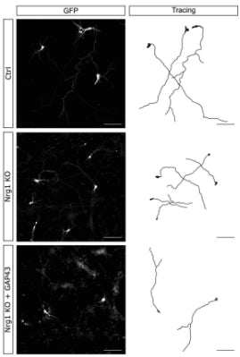 Representative images and corresponding tracings of immunofluorescence staining in control, Nrg1-deficient (Nrg1 KO), and Nrg1 KO neurons expressing GAP43 (cat. GAP43, 1:200)(Nrg1 KO+GAP43) at DIV4. Image from publication CC-BY-4.0. PMID: 38918041