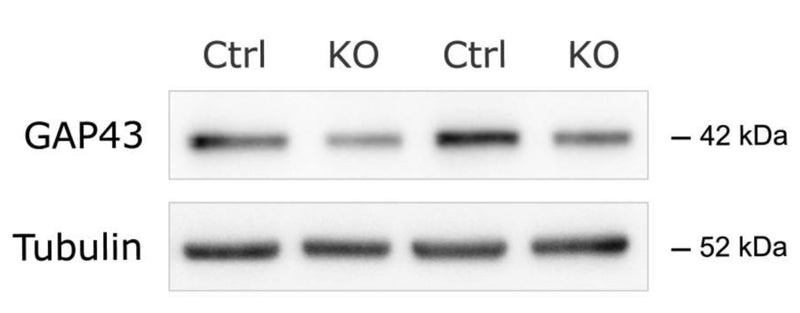 Western blot (WB) analysis of GAP43 (cat. GAP43, 1:5000) protein levels in control (Nrg1flox/flox) and Nrg1-deficient (Nes-Cre; Nrg1flox/flox) neurons at DIV4. Tubulin levels are shown as a loading control. Image from publication CC-BY-4.0. PMID: 38918041