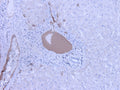 Immunohistochemistry detection of Complement C3a/C3a/(desArg)/C3 in human liver tissue using Anti-Complement C3a/C3a(desArg)/C3 Antibody (Cat. GAU 013-16-010). Tissue was mounted and pariffin fixed. Heat induced antigen retrieval was performed using citrate buffer, heated, and then blocked. After washing, the primary antibody (Cat. GAU 013-16-010) was incubated with the sample at a dilution of 1:150. Strong staining of plasma of veins in liver tissue.