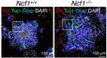 Immunofluorescent staining of WT or Ncf1–/– mouse neuronal stem cells (NSCs) for Olig 4 (O4), ßIII Tubulin (Tuj1) and Gfap (Cat. GFAP, 1:250). Image from publication CC-BY-4.0. PMID: 36707536