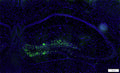 Immunostaining of mouse hippocampus identifying injected HSV containing GFP (Cat. GFP, 1:250, green) and DAPI (blue). Image kindly provided by Chad Brunswick, Penn State University.