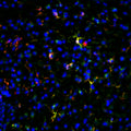 Immunostaining of CX3CR1-Cre mouse hypothalamus showing specific detection of GFP (Cat. GFP, green) and IBA1 (red). Nuclei are labeled with DAPI (blue). Image kindly provided by Karmen Ma, NIDDK – National Institutes