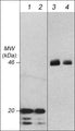 Western blot analysis of a human recombinant GSK3β N-terminal fragment (lanes 1 & 2) and endogenous GSK3β expressed in mouse brain (lanes 3 & 4). The blot was probed with mouse monoclonal anti-GSK-3β at 1:500 (lanes 1 & 3) and 1:2000 (lanes 2 & 4).