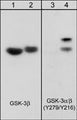 Western blot analysis of rabbit spleen fibroblasts serum starved for 2 hrs (lanes 1 & 3) or treated with pervanadate (1 mM) for 30 minutes (lanes 2 & 4). The blot was probed with anti-GSK-3β (lanes 1 & 2) or anti-GSK-3α/β (Y279/Y216) (lanes 3 & 4).