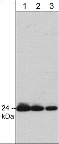 Western blot of rat PC12 cell lysate. The blot was probed with mouse monoclonal anti-Grb2 antibody at 1:250 (lane 1), 1:500 (lane 2), or 1:1000 (lane 3).