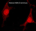Immunocytochemical labeling of Histone H2B in methanol and acetone fixed rat A7r5 cells. The cells were labeled with rabbit polyclonal Histone H2B (C-terminus) antibody (HP4291), then the antibody was detected using appropriate secondary antibody conjugated to DyLight® 594.