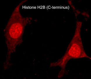 Immunocytochemical labeling of Histone H2B in methanol and acetone fixed rat A7r5 cells. The cells were labeled with rabbit polyclonal Histone H2B (C-terminus) antibody (HP4291), then the antibody was detected using appropriate secondary antibody conjugated to DyLight® 594.