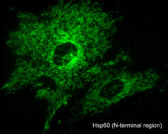 Immunocytochemical labeling of Hsp60 in mitochondria in paraformaldehyde-fixed and NP40-permeabilized A7r5 cells. The cells were labeled with mouse monoclonal Hsp60 (HM4381). The antibody was detected using goat anti-mouse DyLight® 488.