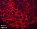 Immunocytochemical labeling of Integrin β1 in paraformaldehyde fixed human A431 cells. The cells were labeled with mouse monoclonal anti-Integrin β1 (clone M004). The antibody was detected using goat anti-mouse DyLight® 594.