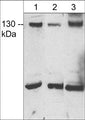 Western blot showing JMY expression in rat PC12 cells (lane 1), human Jurkat cells (lane 2), and adult mouse heart (lane 3). The blots were probed with anti-JMY (C-terminal region) rabbit polyclonal antibody at 1:500.