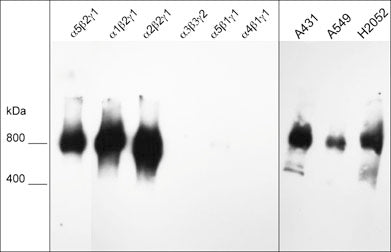 Native western blot image of human laminin isoforms: laminin 521 (α5β2γ1), laminin 121 (α1β2γ1), laminin 221 (α2β2γ1), laminin 332 (α3β3γ2), laminin 511 (α5β1γ1), laminin 411 (α4β1γ1), as well as human A431, A549, and NCI-H2052 cells. The blot was probed with mouse monoclonal anti-Laminin β2/γ1 subunit (LM0461) at 1:1000.