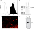 A: Analysis of TRPV1 expression in rat PC12 cell line by Flow Cytometry. Fixing and permeabilization of cells: Absolute methanol (10 minutes in ice) and 0.1% Tween-20 in PBS, Blocking: 1% BSA, Primary antibody: Mouse Monoclonal antibody to TRPV1 (cat # M-1714-100, 2 µg per ~10^6 cells) for 30 minutes at RT, Secondary antibody: Goat anti-mouse PE labeled secondary antibody (1:100 dilution), 20 minutes in dark at room temperature. Negative control: Non-specific Control IgG, clone X63 (cat # M-1249-200, black dashed). Data and results were generated using Orflo MoxiflowTM instrument and protocols.B: Western blot of TrpV1 in rat PC12 cell lysates (80 µg/lane). M-1714-100 detects TrpV1 protein at 95-100 kDa. SDS-PAGE: denatured and reduced; Transfer: Tris-Glycine buffer; Membrane: nitrocellulose (0.45 µm); Blocking: 5% skim milk in TBST, 1 hour at RT; Primary antibody: overnight at 4°C (2 µg/mL); Secondary antibody: anti-mouse-HRP (1/6000) 2 hours at RT; Detection: Chemiluminiscence.C: Immunohistochemical staining of TrpV1 in mouse dorsal root ganglia. Immunoreactivity was visualized with anti-mouse-Cy3 conjugate (red). Magnification: 20x. Courtesy P. Vilimas, Flinders University Adelaide.D: Western blot (denatured and reduced) of TrpV1 in cell lysates of forskolin and NGF stimulated 50B11 hybrid mouse x rat DRG cell lines and NGF-stimulated PC12 cells (10 µg/lane). M-1714-100 detects monomeric TrpV1 protein at 95-100 kDa. Primary antibody: 1 µg/mL (4°C overnight). Detection: Chemiluminiscence. Courtesy Dr. D. Matusica, Flinders University.