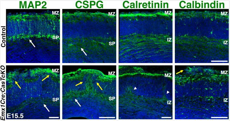 Immunostaining of control and Emx1Cre;CasTcKO coronal sections for MZ and SP (white arrows) markers at E15.5. MAP2 (cat. MAP, 1:500), CSPG, Calretinin, and Calbindin show clustering of cells (yellow arrows). CSPG+ cells form a column connecting the SP with the MZ (yellow arrow). Thalamocortical afferents labeled with Calretinin show ectopic bundles extending from the IZ (white arrowheads). DAPI was used as a counterstain (blue). Image from publication CC-BY-4.0. PMID:37540708