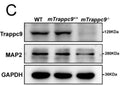 Western blot analysis of MAP2 (Cat. MAP) in adult mouse cerebral cortex showing significant reduction in the integrated density of MAP2 protein bands normalized with GAPDH. Image