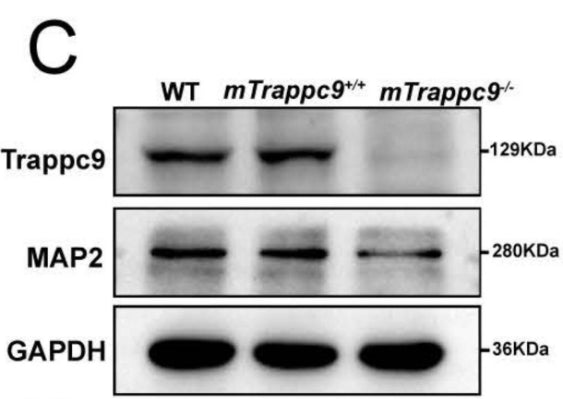 Western blot analysis of MAP2 (cat. MAP) in adult mouse cerebral cortex showing significant reduction in the integrated density of MAP2 protein bands normalized with GAPDH. Image from publication CC-BY-4.0. PMID:37416774