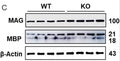 Immunoblot images of MAG and MBP (Cat. MBP, 1:2000) in the somatosensory cortex of wildtype and GluD1 KO. Significant increase in MAG (***p Cat. MBP, 1:1000, red) with nuclear staining with DAPI. Images taken with an epifluorescence microscope, 10x magnification. Image kindly provided by Begüm