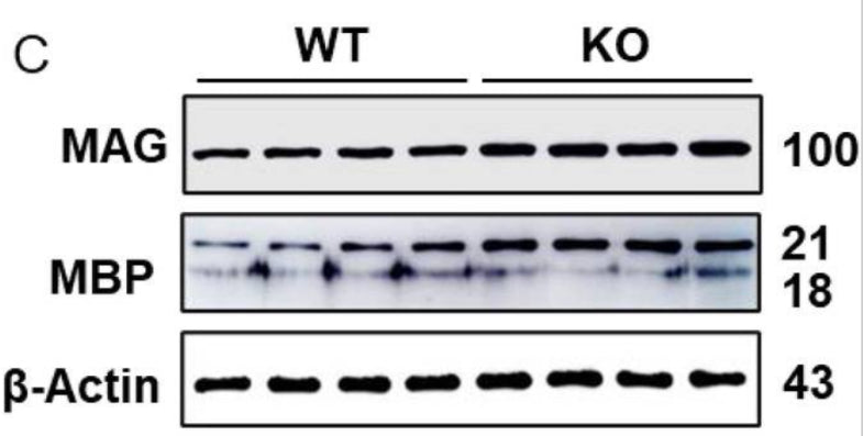 Immunoblot images of MAG and MBP (cat. MBP, 1:2000) in the somatosensory cortex of wildtype and GluD1 KO. Significant increase in MAG (***p < 0.0001, unpaired t-test) and MBP (*p < 0.0104, unpaired t-test) was found in GluD1 KO mice compared to wildtype. Image from publication CC-BY-4.0. PMID:37983226