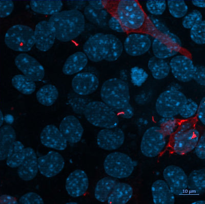 IMCD3 cells transfected with Arl13b-mCherry​ and stained  with Anti-mCherry Antibody (cat. MCHERRY, 1:300) and visualized​ with A594 anti-chicken secondary antibody. ​ As expected, cytoplasmic and ciliary signals are observed in transfected cells.​ Image kindly provided by Svetlana Makova, Yale University.