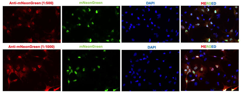 Immunofluorescent staining of mNeonGreen-transfected COS-7 cells using Aves Labs chicken polyclonal anti-mNeonGreen antibody (red, Cat No. MNEONG-0100) and showing mNeonGreen autofluorescence (green). The cells were fixed with 3% paraformaldehyde, washed with PBS, and blocked/permeabilized with 5% non-fat milk powder in PBST. The anti-mNeonGreen chicken polyclonal antibody (Cat No. MNEONG-0100) was incubated with the sample at a dilution of 1:500 (0.4μg/mL) or 1:1000 (0.2μg/mL) at 4C overnight. After washing with PBST, the cells were stained using goat anti-chicken IgY CF594 secondary antibody (Cat No. 80-1001-594) (red). The staining revealed a complete overlap between the signal from the chicken anti-mNeonGreen antibody and the mNeonGreen autofluorescence in transfected cells. The cells were mounted with Antibodies Incorporated Fluoroshield with DAPI mounting medium (Cat No. AR-6501). DAPI nuclear stain (blue) shows cell nuclei.