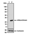 Western blot detection of mNeonGreen in mock-transfected (lane 1) and mNeonGreen-transfected (lane 2) COS-7 cell lysates using Aves Labs anti-mNeonGreen chicken polyclonal antibody (Cat No. MNEON-0100). 10-20% Tris-Glycine gel was loaded with 10ug of mock-transfected and mNeonGreen-transfected COS-7 cell lysates. Proteins were transferred to PVDF membrane and blocked with 5% non-fat milk powder. Anti-mNeonGreen antibody was incubated with the membrane at a concentration of 0.08µg/ml (1:2500) and then detected via chemiluminescence (10 sec) using a Goat anti-Chicken H+L, HRP conjugated secondary antibody. Anti-mNeonGreen recognizes exogenous mNeonGreen only in the mNeonGreen-transfected cell lysates at the expected molecular weight of ~27 kDa. Detection of endogenous Calnexin using Aves Labs anti-Calnexin chicken polyclonal antibody (Cat No. CANX-1000) was used as a loading control.