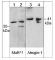 Western blot analysis of mouse heart tissue (lanes 1 & 3) or C2C12 cells (lanes 2 & 4). The blot was probed with anti-MuRF1 (C-terminal region) (lanes 1 & 2) or anti-Atrogin-1 (lanes 3 & 4).