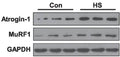 Western blotting analysis of the expression of Atrogin-1 (Cat. AP2041, 1:1000) and MuRF1 (Cat. MP3401, 1:1000) proteins in the soleus muscles after HS. Image from publication CC-BY-4.0. PMID: 37344807
