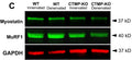 Markers for muscle degeneration, Myostatin and MuRF-1 (Cat. MP3401, 1:1000), were significantly less expressed in CTMP-KO gastrocnemius muscle compared to WT mice. Image from publication CC-BY-4.0. PMID: