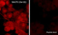 Immunocytochemical labeling of MeCP2 phosphorylation in rat PC12 cells differentiated with NGF. The cells were probed with MeCP2 (Ser-80) rabbit polyclonal antibody (MP4601) in the absence (left) or presence (right) of blocking peptide (MX4605). The antibody was detected using appropriate secondary antibody conjugated to DyLight® 594.