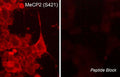 Immunocytochemical labeling of MeCP2 phosphorylation in rat PC12 cells differentiated with NGF. The cells were probed with MeCP2 (Ser-421) rabbit polyclonal antibody (MP4611) in the absence (left) or presence (right) of blocking peptide (MX4615). The antibody was detected using appropriate secondary antibody conjugated to DyLight® 594.
