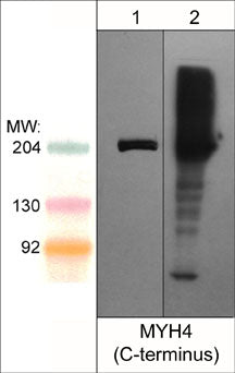 Western blot analysis MYH4 in mouse C2C12 (lane 1) and mouse extraocular muscle (lane 2). Both lanes of the blot were probed with rabbit polyclonal anti-MYH4/MyHC-IIB (C-terminus) at 1:1000.