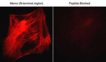 Immunocytochemical labeling of Memo in rabbit spleen fibroblasts that were fixed in paraformaldehyde and permeabilized with NP-40. The cells were probed with the Memo (N-terminal Region) MP3721, then the antibody was detected using goat anti-rabbit DyLight® 594. The antibody was used in the absence (left) or presence (right) of it's blocking peptide (MX3725).