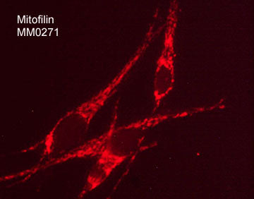 Immunocytochemical labeling of mitofilin in methanol-acetone (1:1) fixed human MeWo cells. The cells were labeled with mouse monoclonal anti-mitofilin (clone M027). The antibody was detected using goat anti-mouse DyLight® 594.