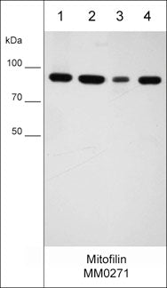 Western blot analysis of human cell lysates: MeWo (lane 1), MDA-MB-231 (lane 2), PC3 (lane 3), and A549 (lane 4). The blot was probed with mouse monoclonal anti-mitofilin (MM0271) at 1:1000.