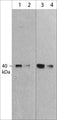 Western blot analysis of human full length MuRF1 recombinant protein. The blot was probed with mouse monoclonal MuRF1 (C-terminal region) at 1:250 (lane 1) and 1:1000 (lane 2) and rabbit polyclonal MuRF1 (C-terminal region) at 1:1000 (lanes 3) and 1:4000 (lane 4).
