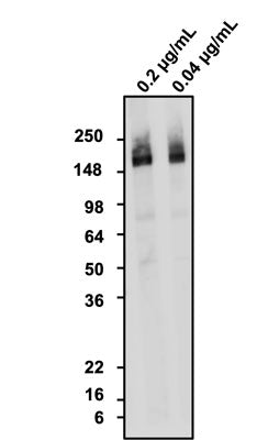 Western blotting of rat brain homogenate with chicken anti-NCAM1 antibody and detected with goat anti-chicken HRP. Chicken anti-NCAM1 recognizes endogenous NCAM1 in rat brain homogenate at ~180 kDa. 