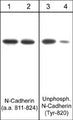 Western blot image of human endothelial cells untreated (lanes 1 & 3) or treated with pervanadate (1 mM) for 30 min (lanes 2 & 4). The blots were probed with anti-N-cadherin (a.a. 811-824) (lanes 1 & 2) and anti-unphosphorylated N-cadherin (Tyr-820) (lanes 3 & 4).